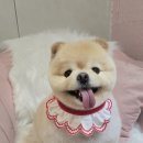 이쁘댕 이미지