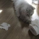 멍멍이PC 이미지