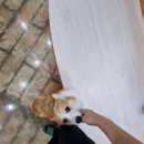 함께할개 사랑할개 이미지