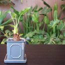 알로카시아 이미지