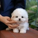 계성메디칼 | 대구강아지분양 즐거운 일상