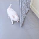 댕댕큘럼 이미지