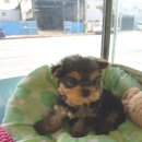 블루독 애견샵 이미지