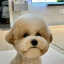 아지오펫살롱 네이버블로그