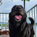 개멍물멍 이미지