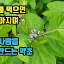 돌콩-몸이 허약하고 식은땀을 자주 흘릴 때 좋은 약초-비장과 위장의 기능이 개선되고, 뼈가 튼튼해지며, 눈이 밝아진다-신장과 간 기능이 이미지