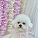 강아지미용실 정독 이미지