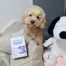더베베키친 | 강아지알레르기 가려움 완화 알로키친 이너플로우 강아지유산균 효과 본 리얼 후기