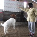 까치목장 이미지