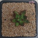 초롱슈퍼 이미지