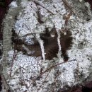 그루터기 이미지