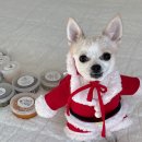 댕이랜드 이미지