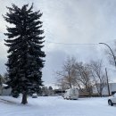 NB.GYM | DAY5 I 캐나다 워홀 I 룸뷰잉 7개 후기, 눈이 너무나도 많이 온 캘거리 (페이스북 마켓플레이스, KIJIJI...