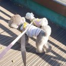 8월의 강아지 | 강아지 펫시터 수입 후기 산책알바 준비사항