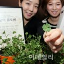 클로버 이미지