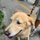 똥개애견 이미지