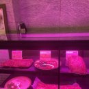 소풍 수지점 | 수지구청 외식타운 소풍 소나무가있는풍경 : 옛날감성...갈비집이지만.. 재방문 놉 ㅠㅠ 소갈비 솔직후기