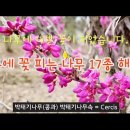 4월에 꽃 피는 나무 17종 해설 / 국립수목원 / 싸돌맨 이미지