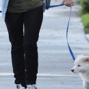 강아지산책 이미지