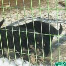 삼부자 염소 농장 이미지