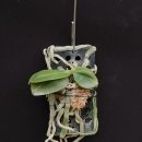 Phalaenopsis gibbosa 깁보사 이미지