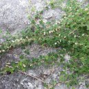 낙동강변9 이미지