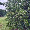 준이농장 이미지