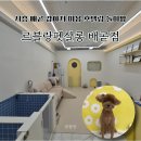 르블랑펫살롱 | 배곧강아지미용 잘하는곳 찾는다면 르블랑펫살롱 배곧점 N번째 방문!
