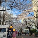 동대신 삼익아파트 | 동대신동 삼익아파트 숨은 벚꽃 명소, 벚꽃길 빙수! 수제 팥빙수, 붕어빵 맛집! 두 번 찾게 만드는 맛!