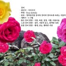 보름;꽃 이미지