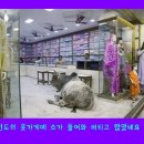 소들의 천국 이미지