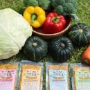 홍천 개아빠 이미지