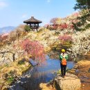 지에스25상록수공원점 | [#15]2026년 봄마중_광양 도사리 매화마을 탐방 '26.3.17(화)