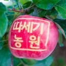 따세기농장의 꼬맹이사과:꼬맹이라도 맛은 최고
