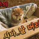 영화 [마리와 강아지] 이미지