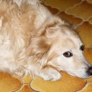 로얄 도그앤캣 메디컬센터 이미지