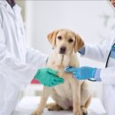 센텀동물병원 이미지