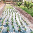 농사꾼농장 이미지