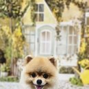 울알라애견미용 이미지