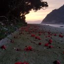 전남 민간정원 1호 힐링파크 쑥섬쑥섬의 요즘 모습입니다 이미지