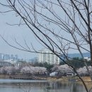 송죽초 | 만석호수 의 봄