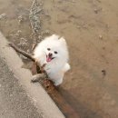 댕댕이# 이미지