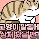 245. 고양이 발톱에 상처났을때! 이미지