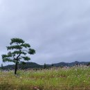 재매정길 이미지