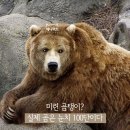 미련곰탱이 이미지