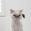 원 반려동물 미용실 이미지