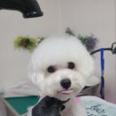 우아한개 이미지