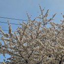 오늘따라청둥오리 | ​[실시간] 2026 불광천 벚꽃축제 만개 현황! 가수 라인업 &amp; 주말 데이트 솔직후기