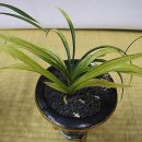 명품 1호 이미지