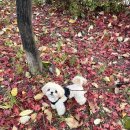 멍찌애견유치원 이미지